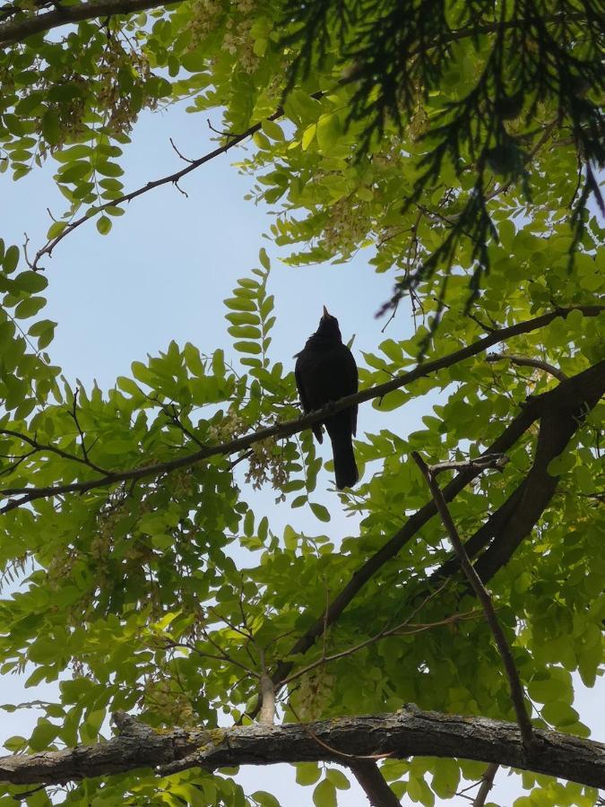 Apartmaji Volf Zgornje Gorje 外观 照片